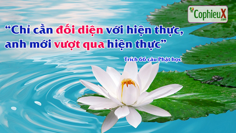 Hieu-ung-FOMO-la-gi-hoa-sen[1]